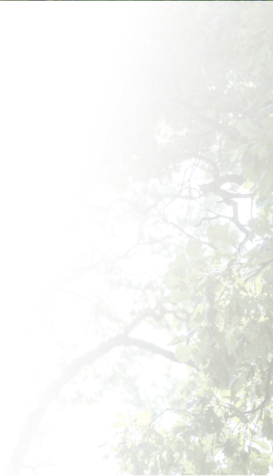 View of oak tree leaves from below with white gradient.