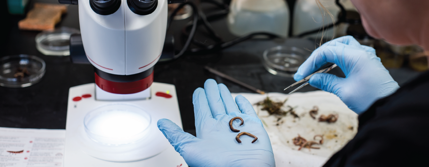 Gloved hand holding slugs next to microscope.